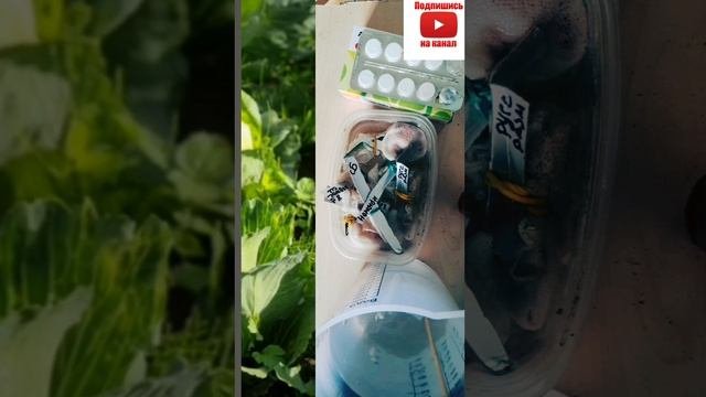 Кочаны капусты обязательно завяжуться и будут плотными.