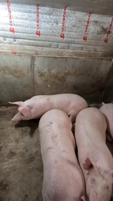Их сиятельство отдыхают 🐷👍🔥 запомни и набери "Андрей и поросята"
