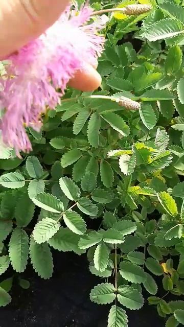 Розовый пушистик | кровохлебка Lilac Squirrel #цветы #многолетники