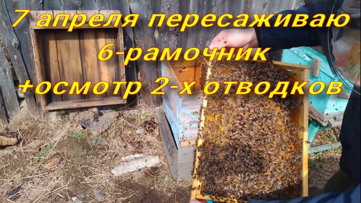 7 апреля пересаживаю 6-р + осмотр запасных маток !