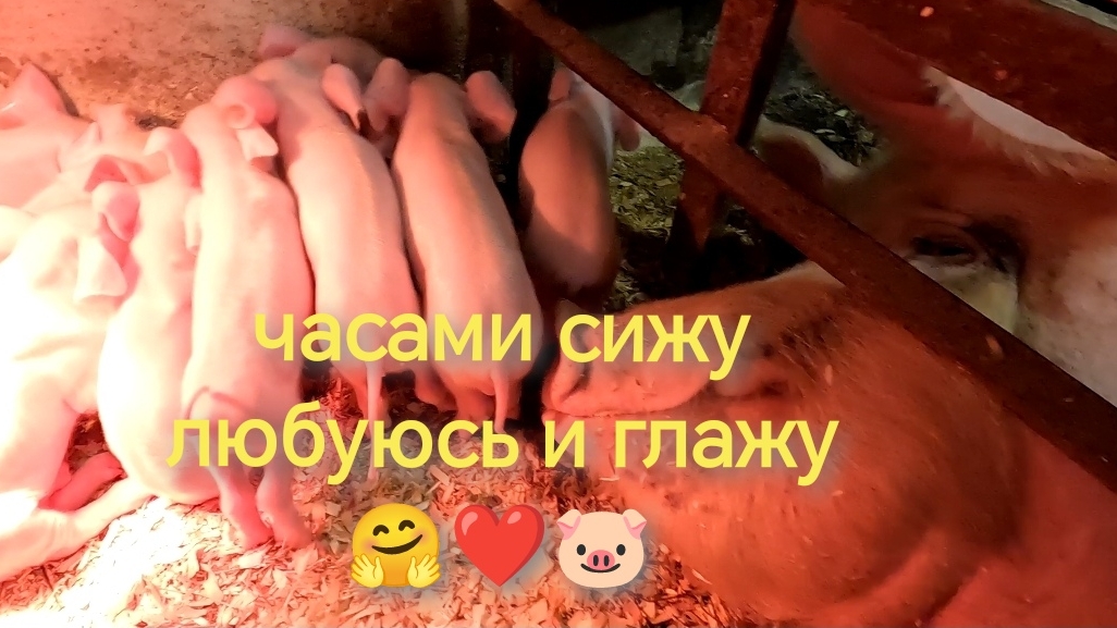 ❤️ Хрюшка с поросятами - именно так выглядит счастье на которое можно смотреть часами 🤗