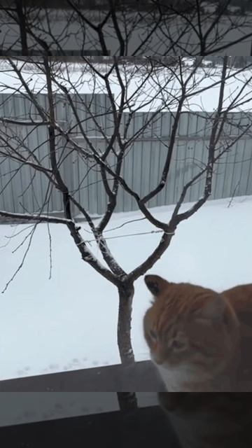 В мире животных
