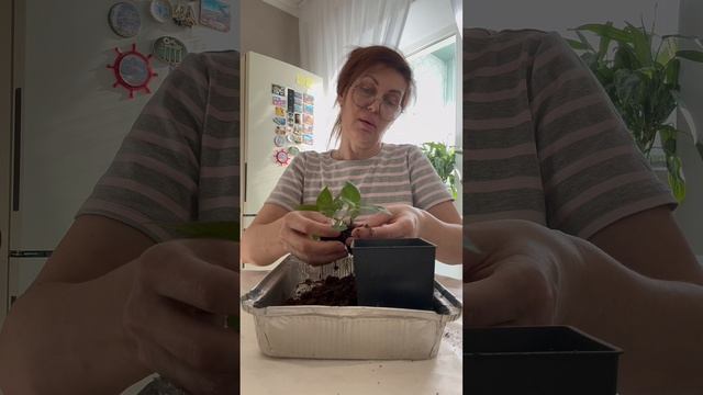 Посадка Бальзамина из черенков.
