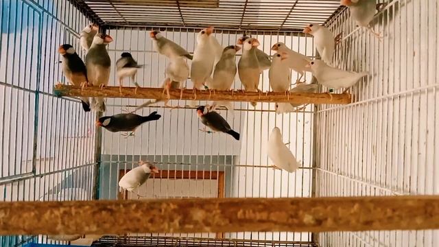 Java Sparrow Breeding Season Start | Java Bird Ready For Breeding | Mini Zoo | 2022-2023