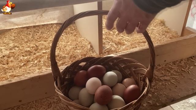 Идеальное птицеводство достойно восхищения 🐓🦆🦢🦚🦃🐔 эпизод (141)