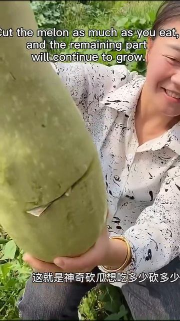 Cut Pumpkin .Cucurbita kangua#فواكه#LingoHut #фрукты#owoc#과일#fructe#buah#дыня#شمام#shorts
