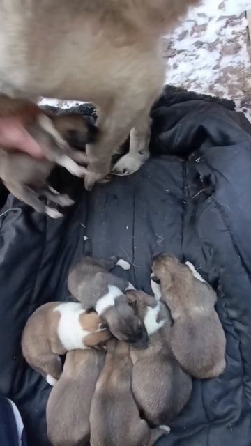 7 комочков СЧАСТЬЯ!!!
