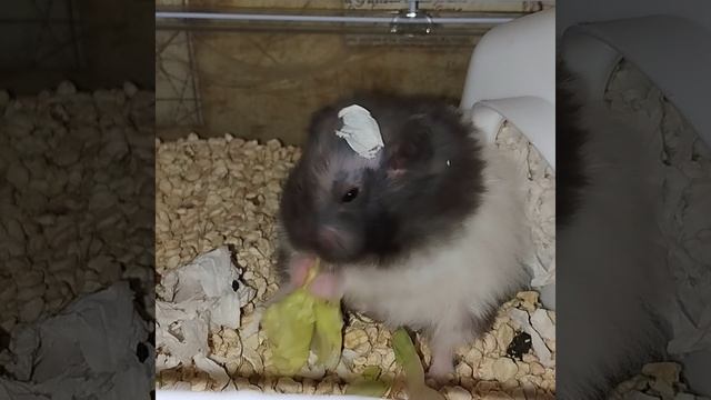 Сирийский хомяк линяет