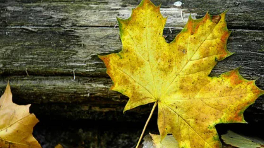 Кленовый лист ( песня Николая Караченцева) кавер