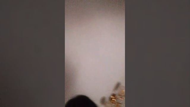 вечер сквиш собачек