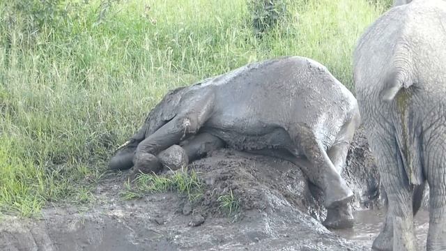 Elephants Wallowing in Chobe Nationa Park - Botswana