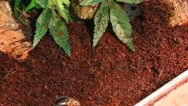 Graboune (My Giant African Bullfrog / Ma Pyxicephalus adspersus) eating a Dubia roach