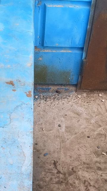м