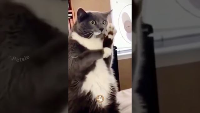 коты собаки и крысы (животные не люди)