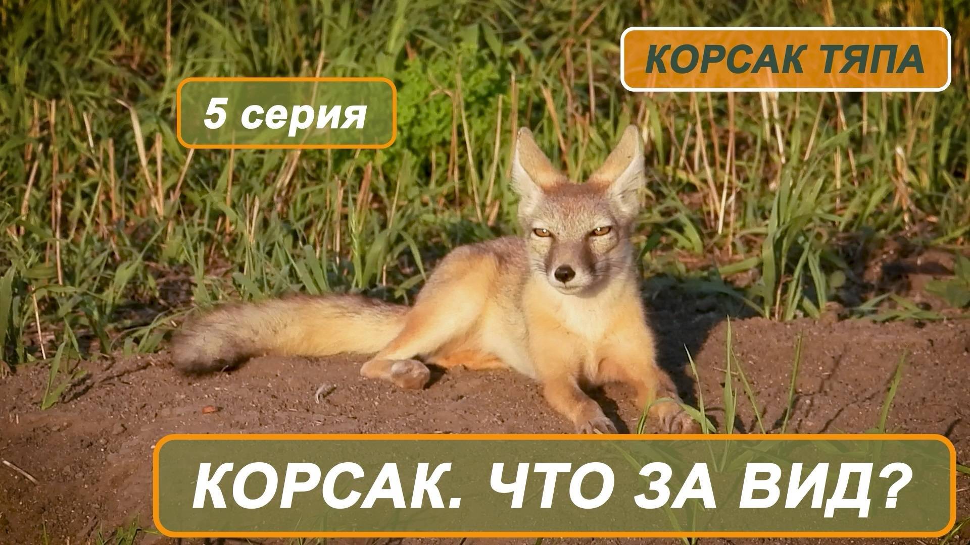 Фильм "Корсак Тяпа". 5 серия. Корсак - что за вид?