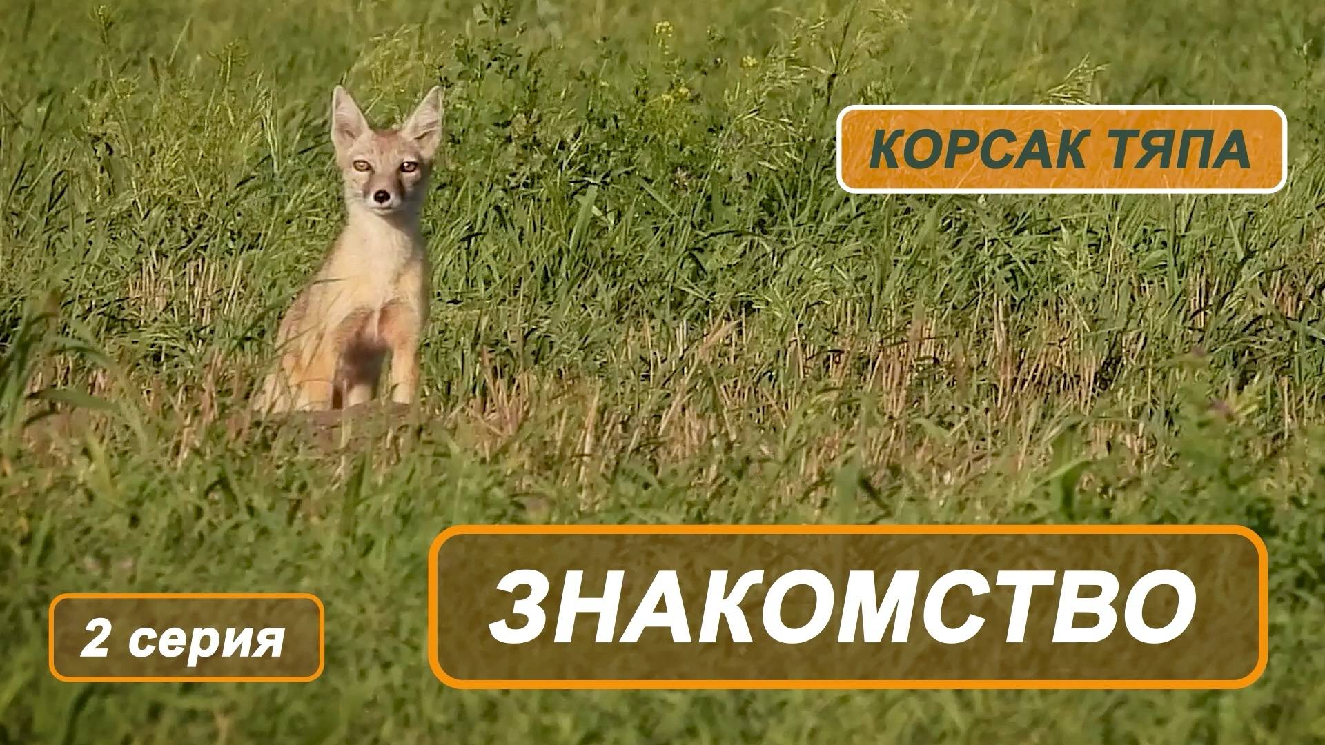 Фильм "Корсак Тяпа". 2 серия. Знакомство