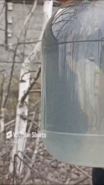 Шашлык и берёзовый сок.