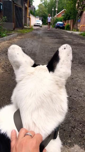 ‼️видео сделано в шуточных целях‼️ #shords #бегидорогаябеги #ржака #прикол #хаски #puppy #собака