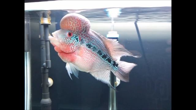 OKIKO Platinum Review (Flowerhorn Food)