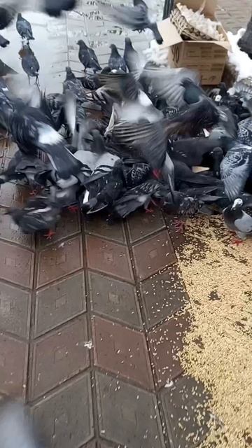 🕊️🕊️🕊️

#семья #дети #прогудка #голуби