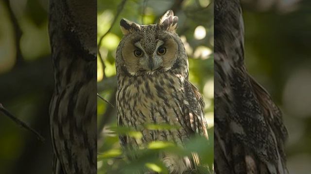 Asio otus (Long-eared owl) 8. Fresh flying owlets after leaving the nest