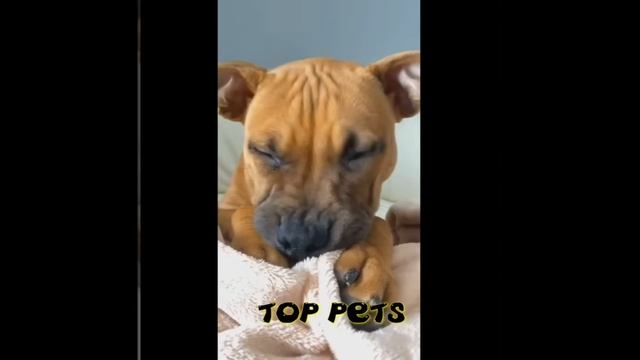 Котики - собачки - самое милое видео - забавные и смешные животные