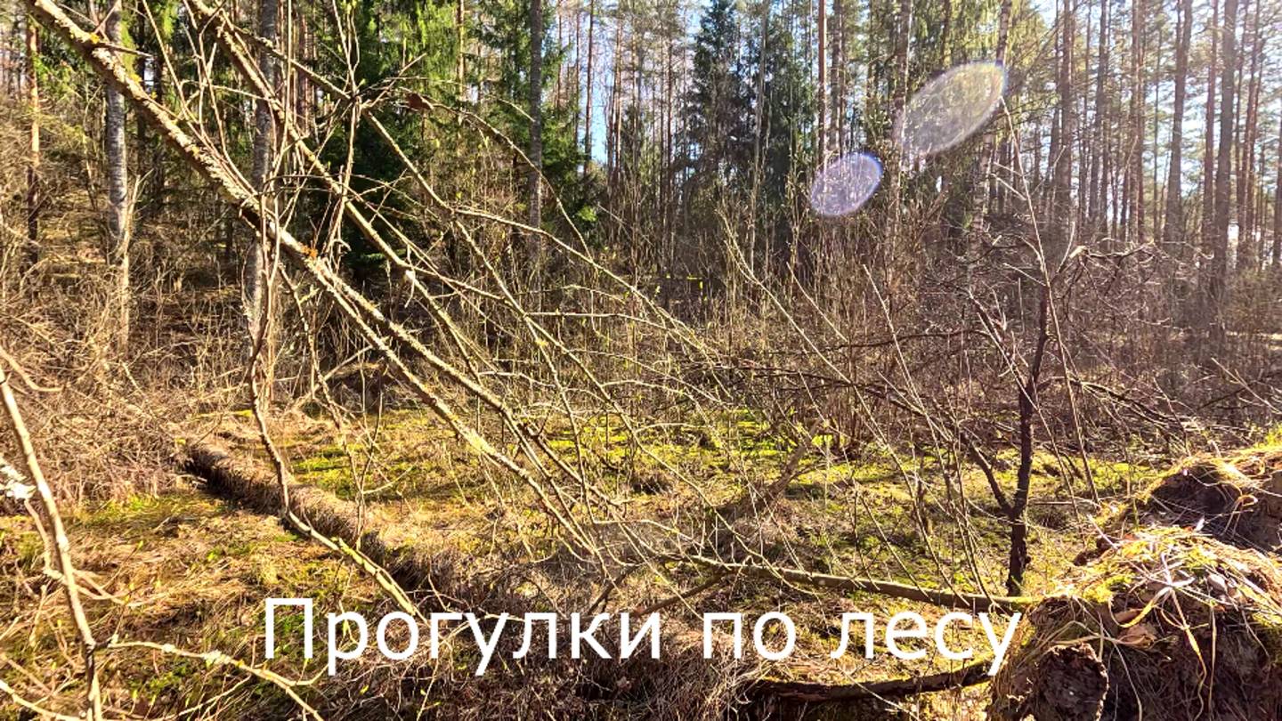 Прогулки по лесу. Еще одно место для установки фотоловушки.