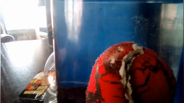 🦖Яйцо динозавра🦕 (обзор) "видео сделано 2019 года"
