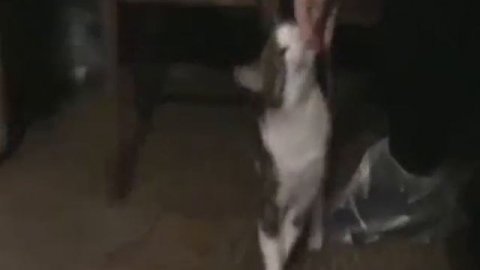 Перовские кошечки - 1 / Perovo Cats 1