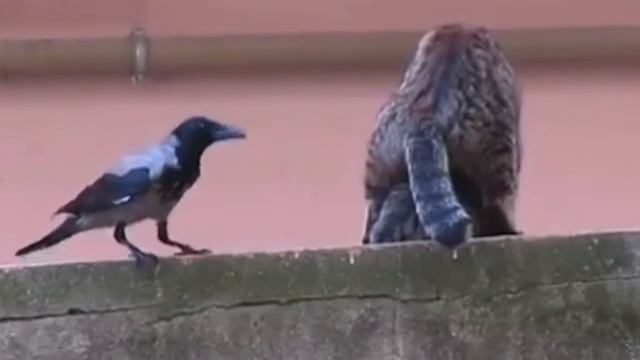КАР КАРАУЛ.....
