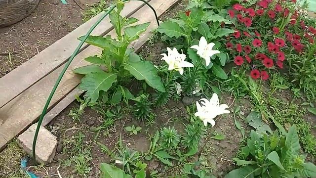 Не бойтесь совместных закупок!!! Лилии