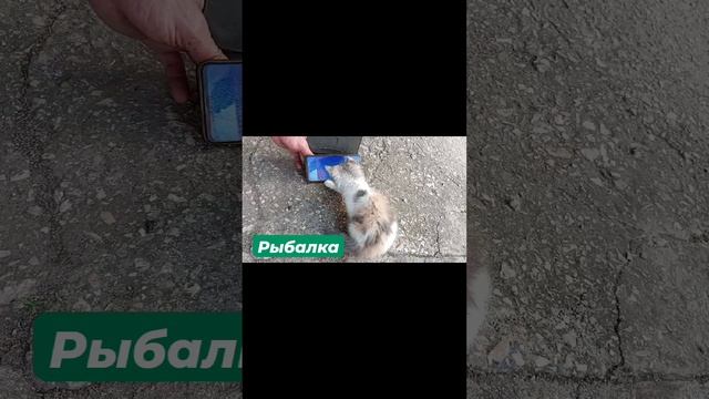 Котенок играет с телефоном.