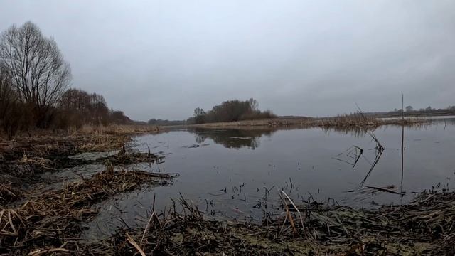 Весенняя охота на селезня с подсадной! Отпуск продолжается)