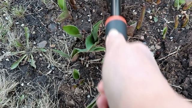 1000074765.mp4 Навожу порядок у подъезда! Сею бархатцы!