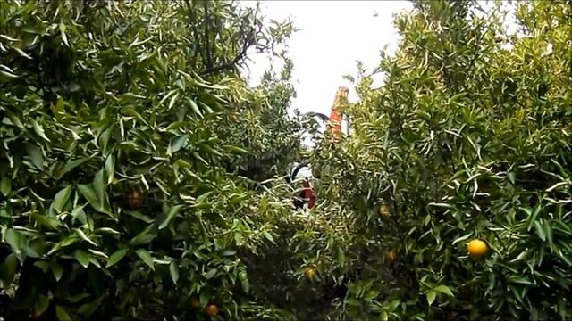 Podadora frutales de cuchillas