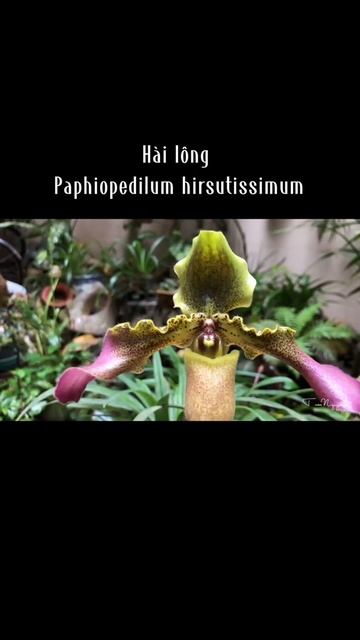 Lan hài lông: Paphiopedilum hirsutissimum