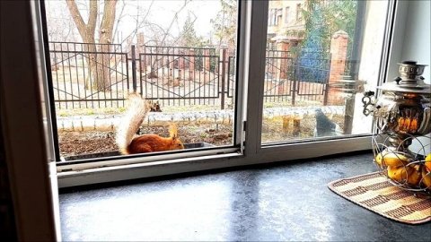 07.04.2025 г. # Омские белочки