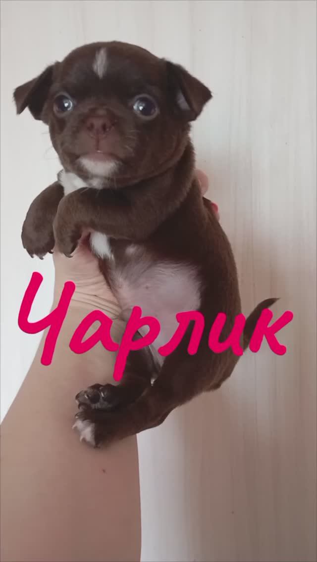#чихуахуа 7 щенков продажа . документы есть