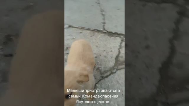 07-04-2025 щенки в/ч
