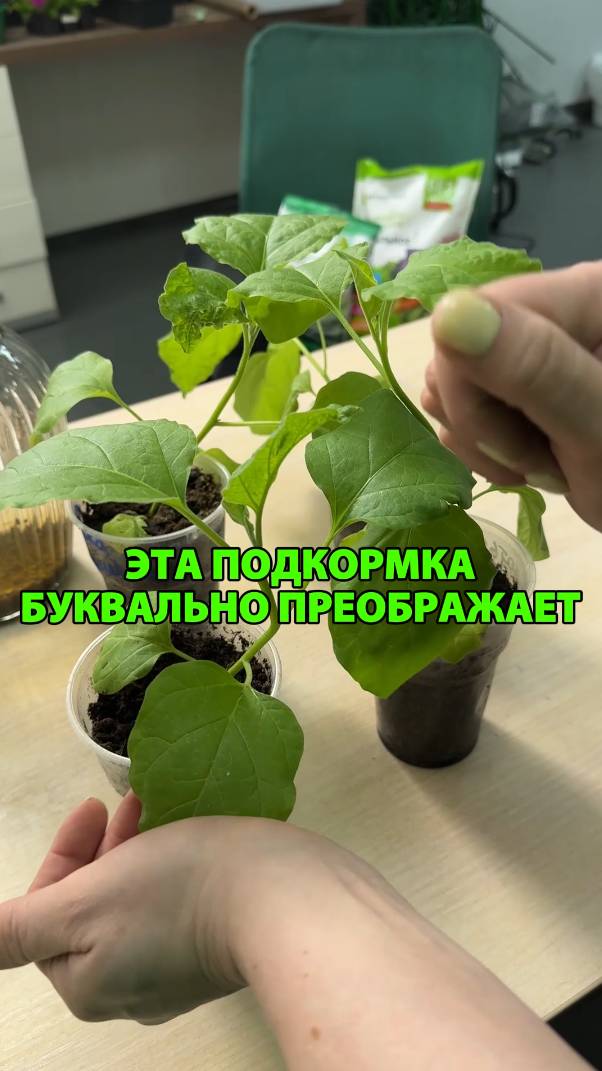 Подкормка, которая останавливает вытягивание рассады баклажанов