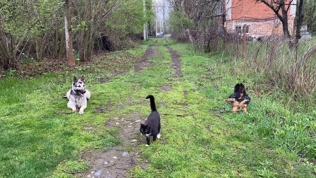 ВЕО Фиелисс Райга 1,4 года! Отработка команды лежать!