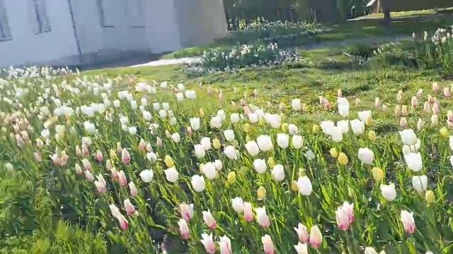 Тюльпанов царство 🌷