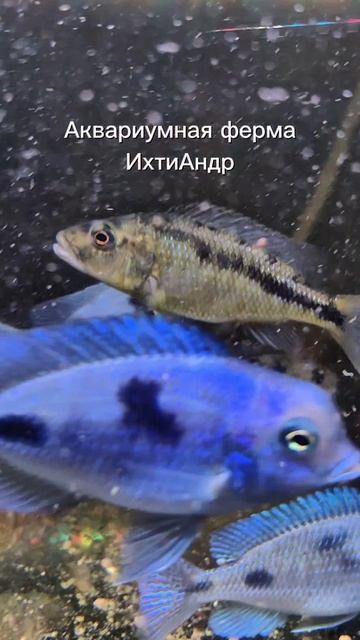 Lv_0_20250406135851.mp4