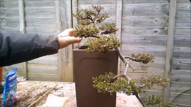 Cotoneaster Cascade Bonsai Repot April 2021