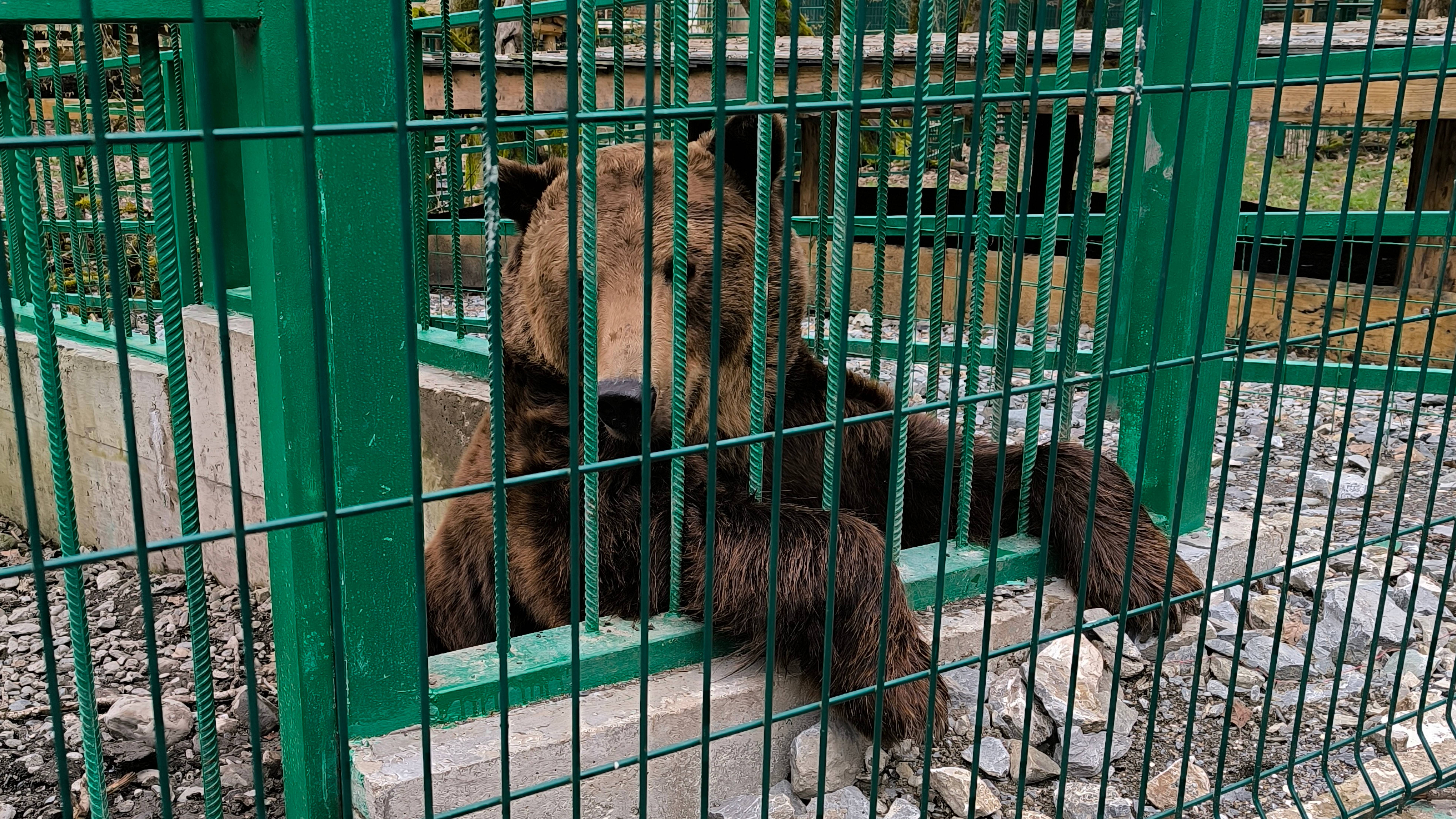 Бурый медведь в Кавказком заповеднике. Сердце ушло в пятки, когда он на нас побежал