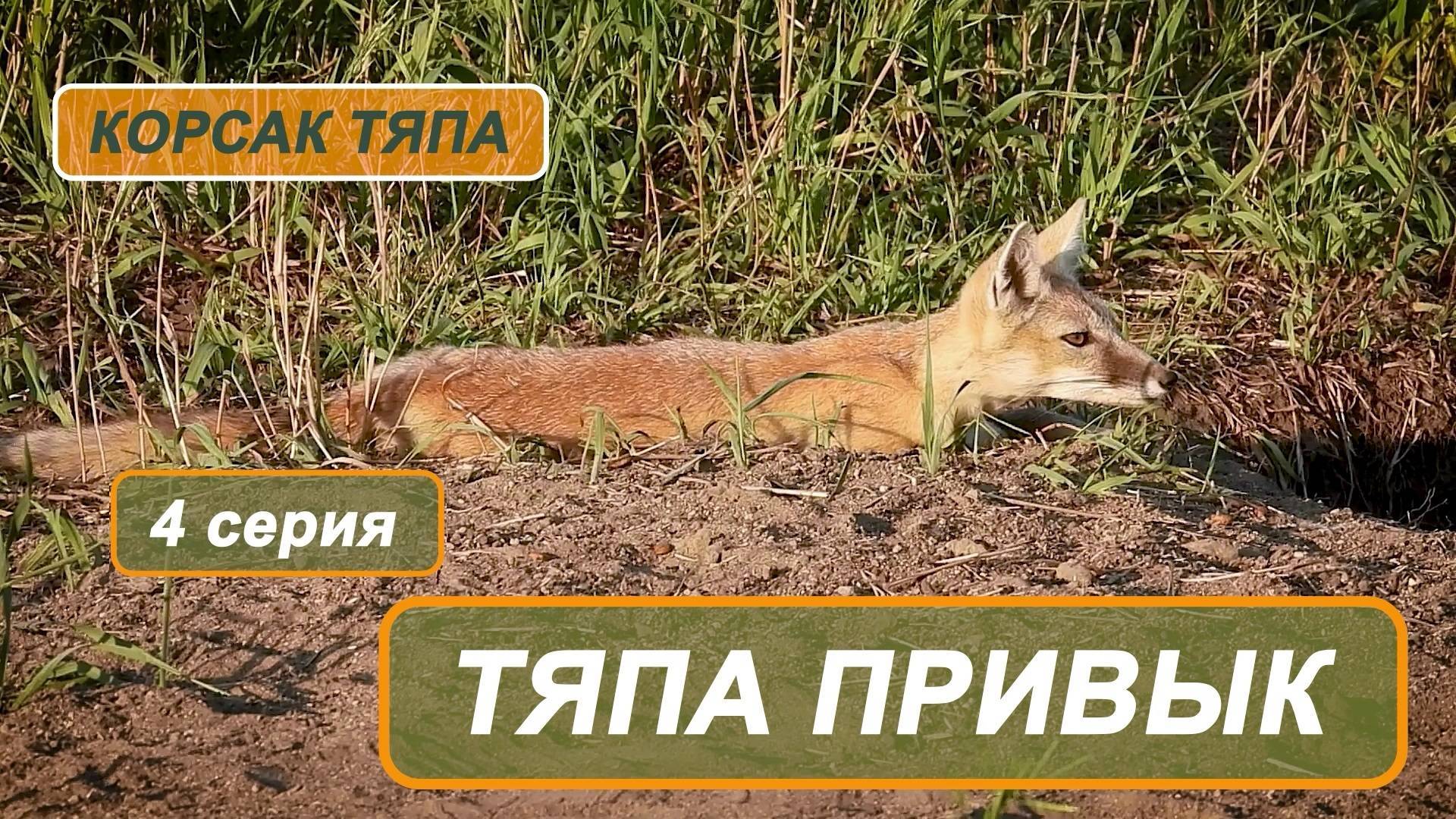 Фильм "Корсак Тяпа". 4 серия. Тяпа привык
