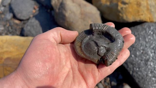 Digging Fossils From Shale Slab! MEGA Ammonite Preparation! 3 Days Outdoor Hunt! | Fossil Hunter