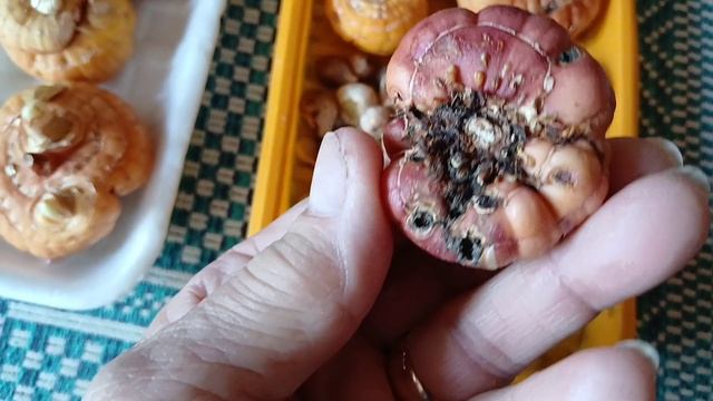 Время пришло,(08-04-2025)Гладиолусы на яровизацию.
