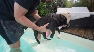Je mets mes chiens pour la première fois dans la piscine (ils apprennent à nager) 😂