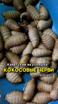 Ну что, пробуем?🥴🐛